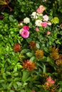 Rose in the flowerpot. Growing roses. Greenhouse with roses, shop for the sale of seedlings of roses