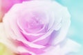 Rose flowers background/ vintage spring
