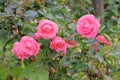 Rose flowers on beautiful bush. Flowers garden in summer morning. Aromatic coral roses background in garden. Royalty Free Stock Photo