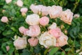 Rose flowers on beautiful bush in flowers garden in summer morning. Aromatic coral roses background in garden. Royalty Free Stock Photo