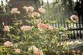 Rose flowers blossoming in the garden. Summer bloom. Shrub of rosy roses flowering in summer.