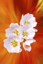 Rose flowers on blurred orange background Royalty Free Stock Photo