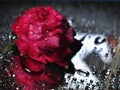 Rose flowers with blurred water drops Royalty Free Stock Photo