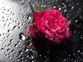 Rose flowers with blurred water drops Royalty Free Stock Photo