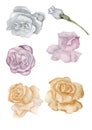 Rose flowers buds delicate vintage handheld watercolor insulated Royalty Free Stock Photo