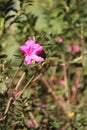 Rose flowers details background,Rosa,Rosa rubiginosa, European species, Introduced species