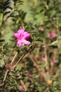 Rose flowers details background,Rosa,Rosa rubiginosa, European species, Introduced species