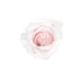 Rose flowers with fresh light pink color petal  blooming top view isolated on white background and clipping path , beautiful Royalty Free Stock Photo