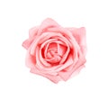 Rose flowers fresh sweet light pink petal patterns head and water drops isolated on white background top view , clipping path Royalty Free Stock Photo