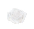 Rose flowers fresh white petal patterns blooming isolated on white background with clipping path Royalty Free Stock Photo