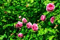 Rose flowers in the garden, blooming pink rose flowers bush. Summer flowers of picturesque pink rose in summer blossom