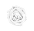 Rose flowers gray or white petal blooming  isolated on background and clipping path top view Royalty Free Stock Photo