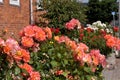 ROSE FLOWERS IN HHUSE GARDEN I COPENHAGEN Royalty Free Stock Photo