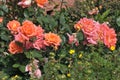 ROSE FLOWERS IN HHUSE GARDEN I COPENHAGEN Royalty Free Stock Photo