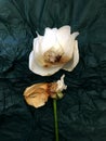 Rose flowers isolated on background. Wilted rose on background. Royalty Free Stock Photo