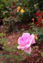 Rose flowers in the kodaikanal chettiar park.