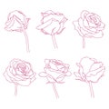 Rose flowers linear graphic drawing set