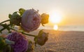 Rose flowers lying on sand of beach of sea shore coast at sunset dawn close-up.