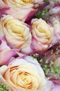 Rose flowers macro