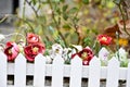 Rose Flowers Next To The White Fence Background Royalty Free Stock Photo