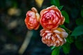 Rose flowers outdoors nature landscape background calm and relaxing park garden natural closeup macro portrait