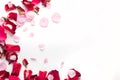 Rose flowers petals on white background. Valentines day background. Flat lay, top view, copy space Royalty Free Stock Photo