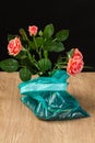 Rose flowers planted in a turquoise plastic bag.