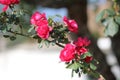 Rose Flowers