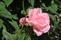 Rose flowers and plants in Kastrup Copenhagen Denmark