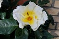 Rose flowers and plants in Kastrup Copenhagen Denmark