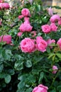 Rose flowers and plants in Kastrup Copenhagen Denmark