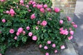 Rose flowers and plants in Kastrup Copenhagen Denmark