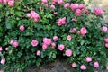 Rose flowers and plants in Kastrup Copenhagen Denmark