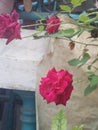 Rose flowers