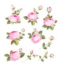 Rose flowers set over white background. Royalty Free Stock Photo