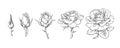 Rose flowers set. Stages of rose blooming from closed bud to fully open flower. Hand drawn sketch style vector Royalty Free Stock Photo