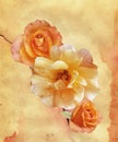 Rose flowers on watercolor background Royalty Free Stock Photo