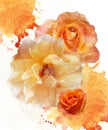 Rose flowers on watercolor background Royalty Free Stock Photo