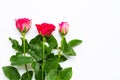 Rose flowers on white background