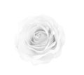 Rose flowers white or gray patterns head blooming with water drops isolated on background with clipping path top view Royalty Free Stock Photo