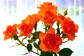 Rose flowers on the windowsill in the house, close-up Royalty Free Stock Photo