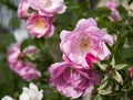 Rose flowerses in garden