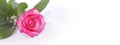 Rose flowr on white. Horizontal nature background Royalty Free Stock Photo