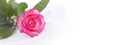 Rose flowr on white. Horizontal nature background