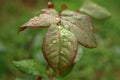 Rose Foliage Royalty Free Stock Photo