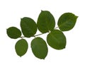 Rose foliage, Green leaf of rose isolated on white background, with clipping path Royalty Free Stock Photo