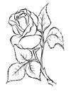 Rose. Freehand drawing.