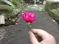 A rose