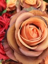 A Rose front and centre