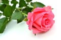 Rose Royalty Free Stock Photo